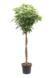 Schefflera Arboricola Compacta