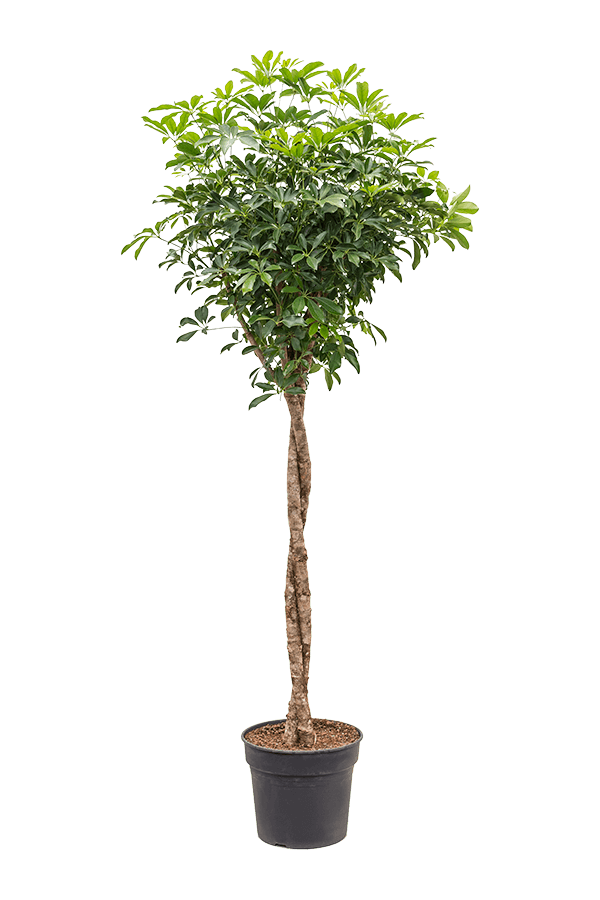 Schefflera Arboricola Compacta