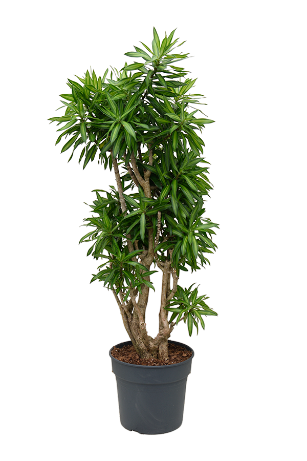 Pleomele (Dracaena) Reflexa Song Of Jamaica