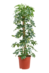 Schefflera Arboricola Gold Capella