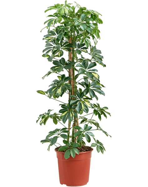 Schefflera
