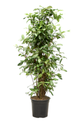 Dracaena Godseffiana (130-150)