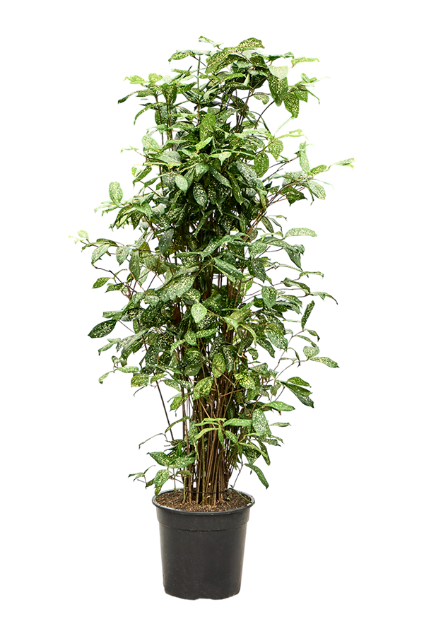 Dracaena Godseffiana (130-150)