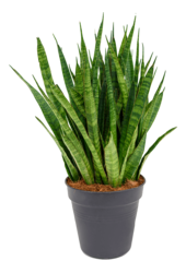 Sansevieria Kirkii