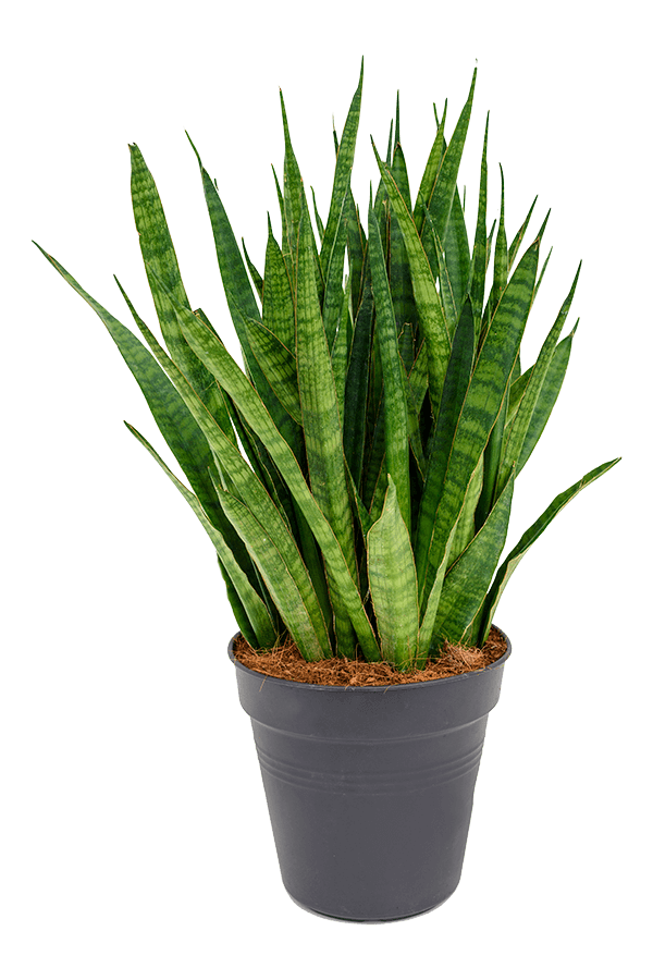 Sansevieria Kirkii