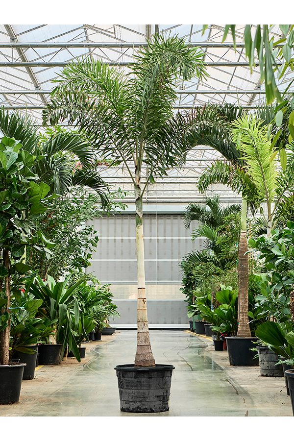 Wodyetia Bifurcata (380-450)