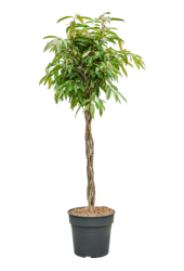 Ficus Binnendijkii Amstel King