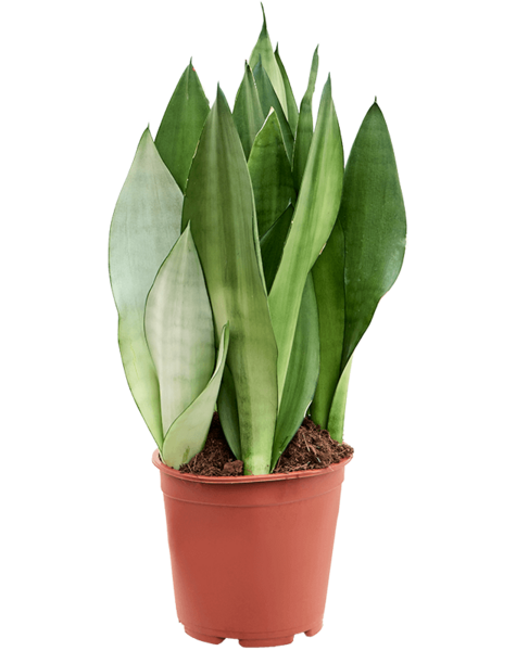 Sansevieria