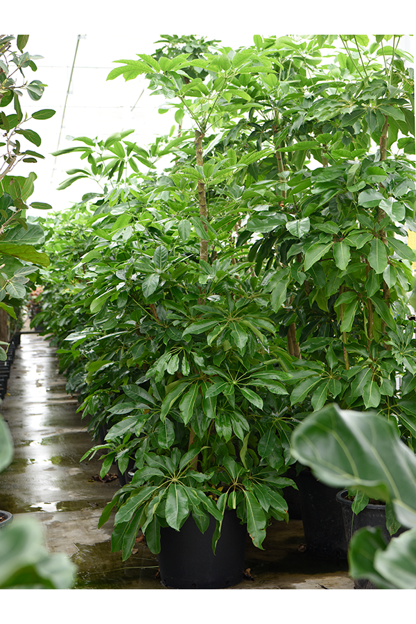 Schefflera Actinophylla Amate