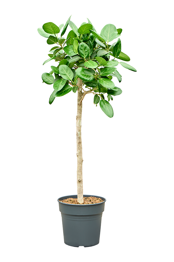 Ficus Benghalensis Audrey
