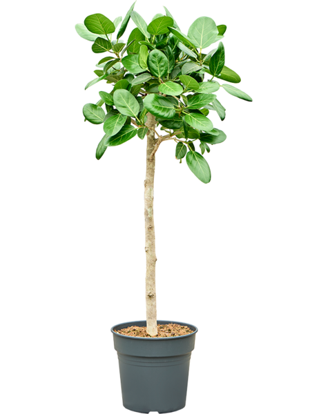 Ficus