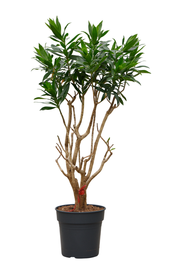 Pleomele (Dracaena) Reflexa