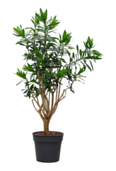 Pleomele (Dracaena) Reflexa