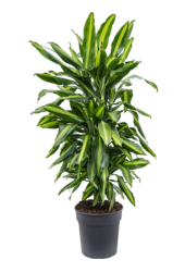 Dracaena Fragrans Cintho