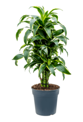 Dracaena Fragrans Dorado