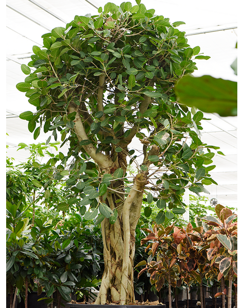 Ficus