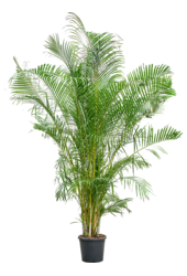 Dypsis (Areca) Lutescens