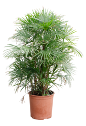 Rhapis Multifida