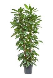 Ficus Cyathistipula