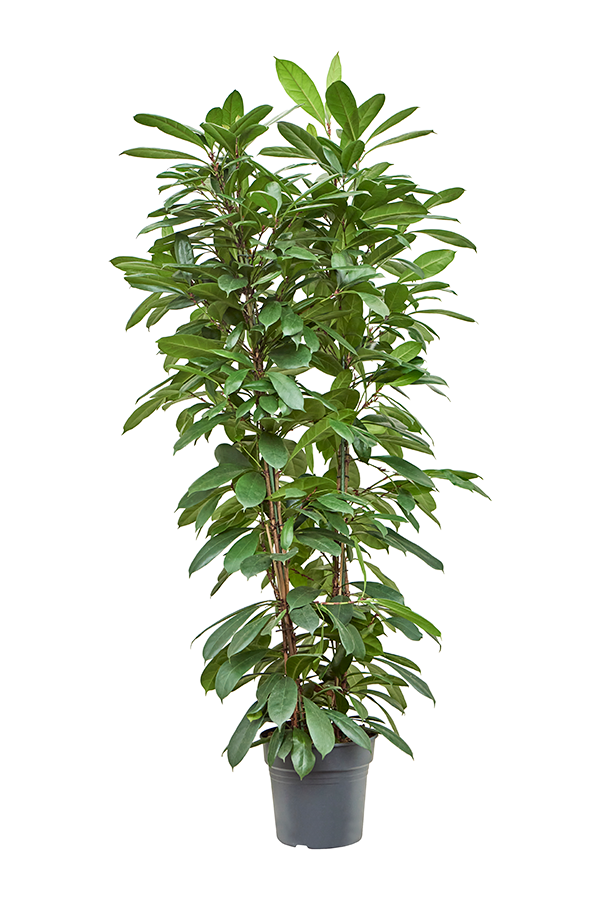 Ficus Cyathistipula