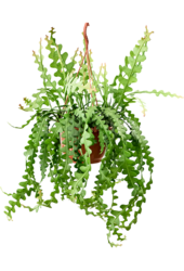 Epiphyllum Anguliger