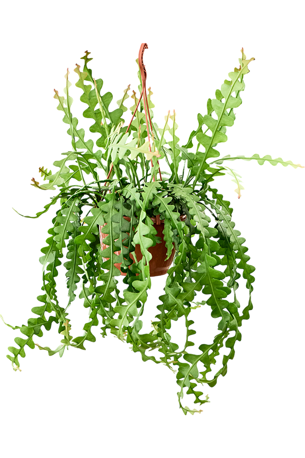 Epiphyllum Anguliger