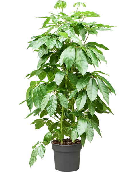 Schefflera