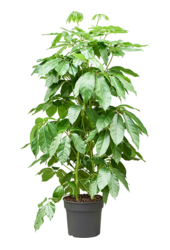 Schefflera Actinophylla Amate