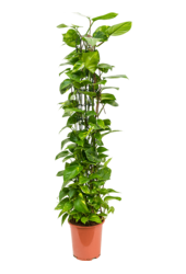 Scindapsus (Epipremnum) Aureum