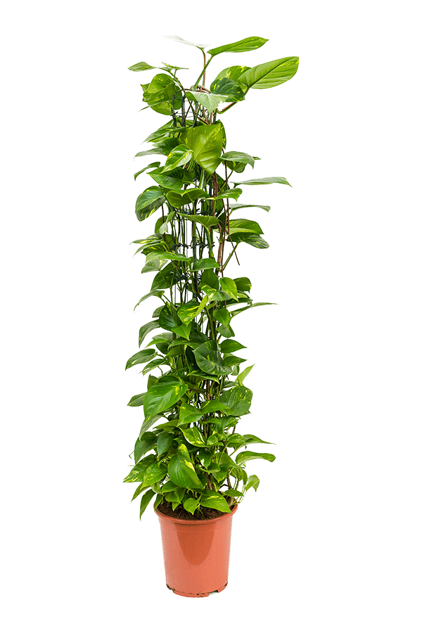 Scindapsus (Epipremnum) Aureum