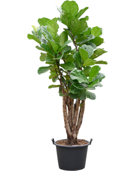Ficus