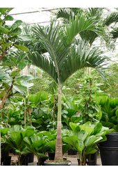 Veitchia (Adonidia) Merrillii