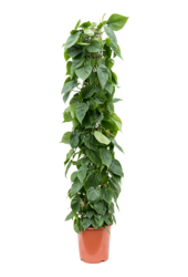 Philodendron Scandens