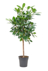 Ficus Cyathistipula