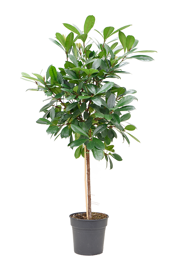 Ficus Cyathistipula