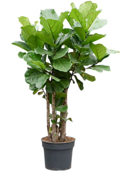 Ficus