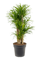 Pleomele (Dracaena) Anita Variegata
