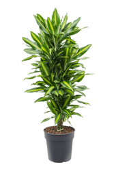 Dracaena Fragrans Cintho