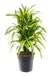Dracaena Fragrans Lemon Lime