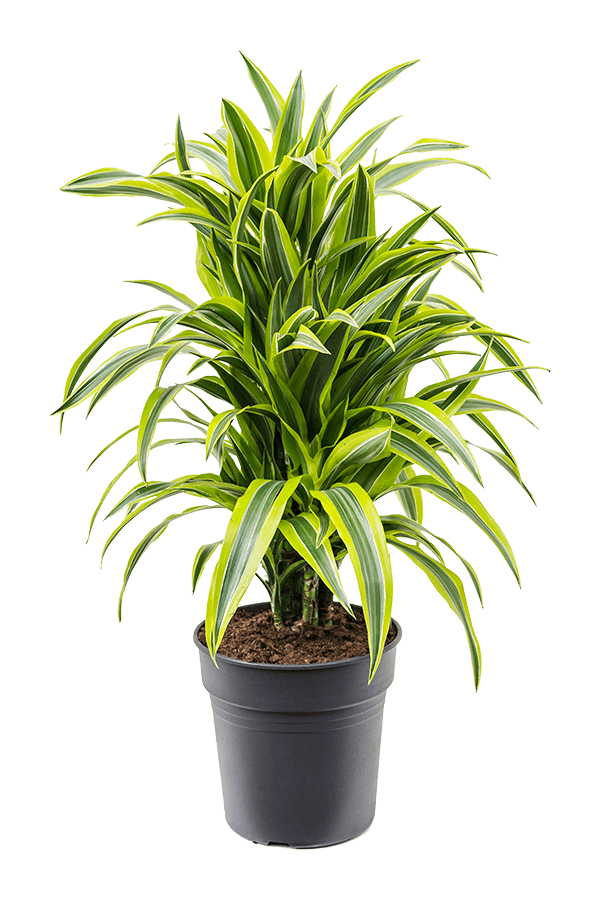 Dracaena Fragrans Lemon Lime