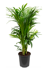 Kentia (Howea) Forsteriana