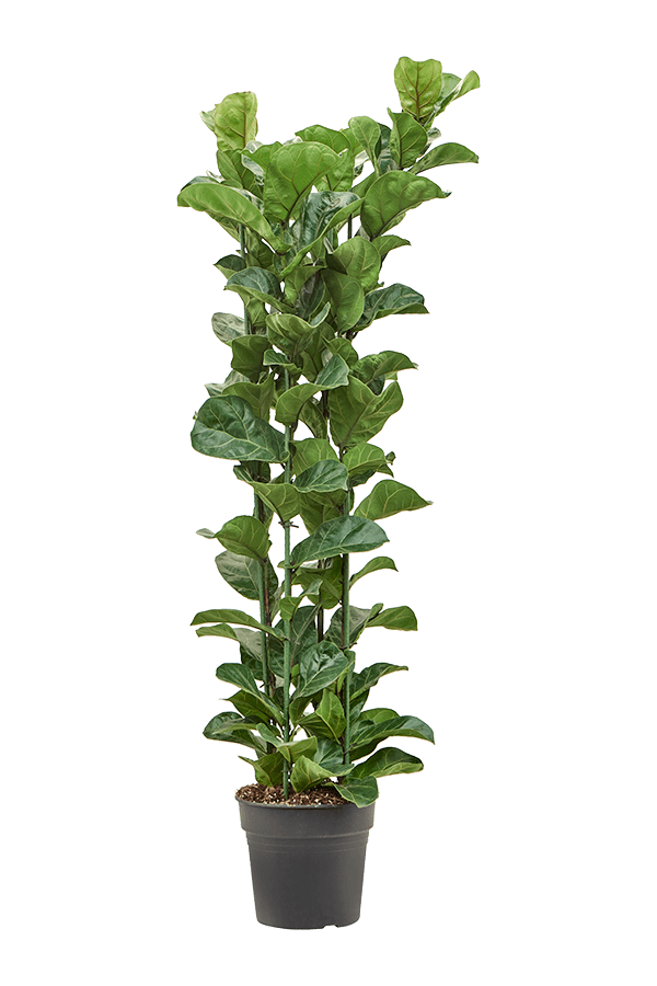 Ficus Lyrata Bambino