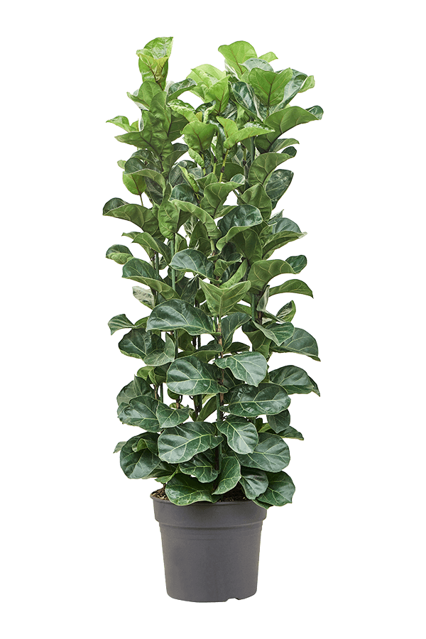 Ficus Lyrata Bambino