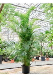 Dypsis (Areca) Lutescens