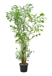 Caryota Mitis (290-325)