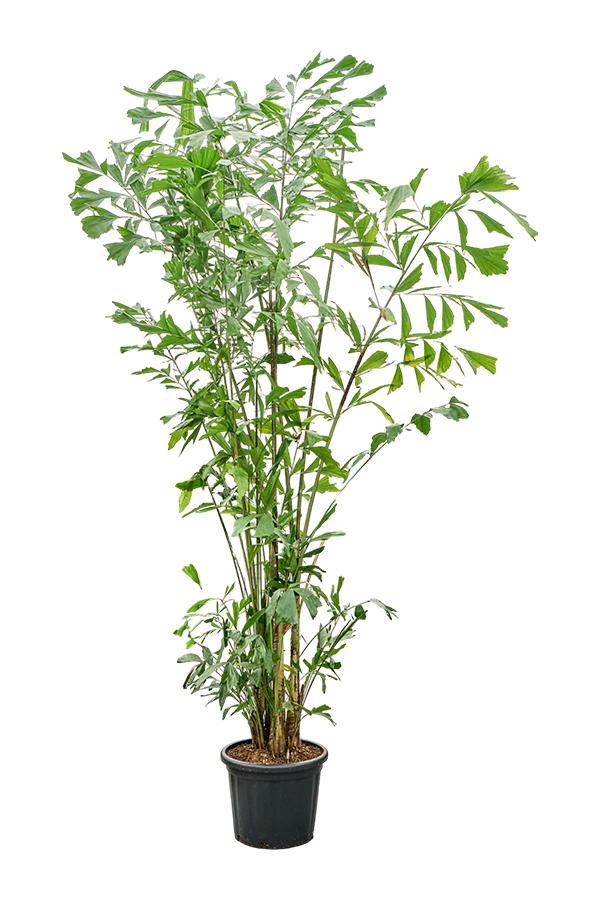 Caryota Mitis (290-325)