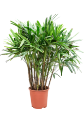 Rhapis Excelsa