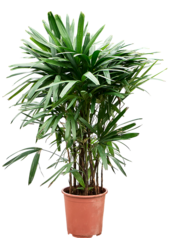 Rhapis Excelsa