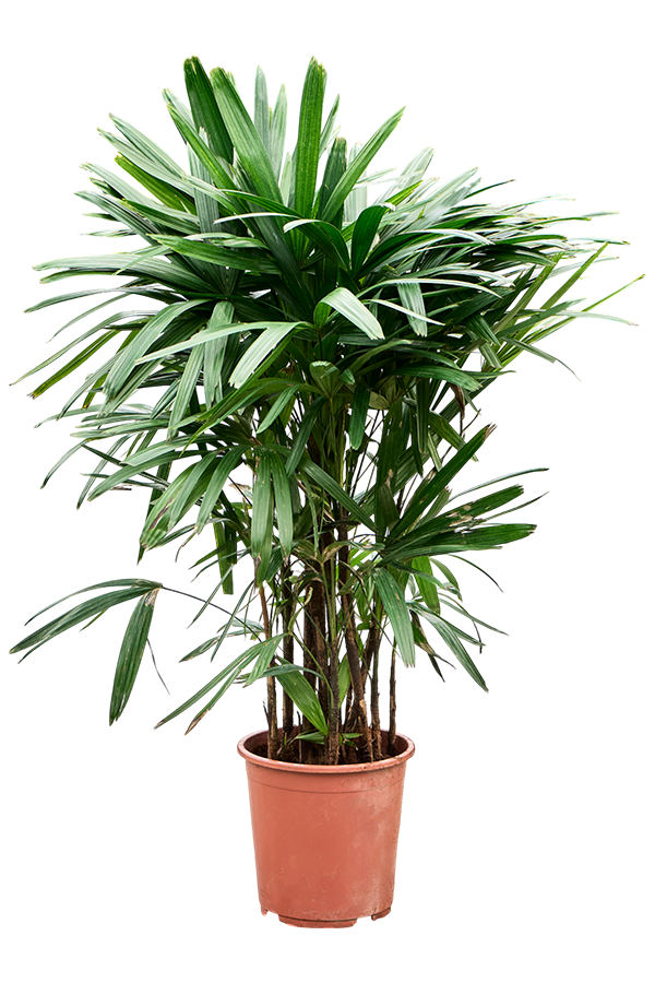 Rhapis Excelsa