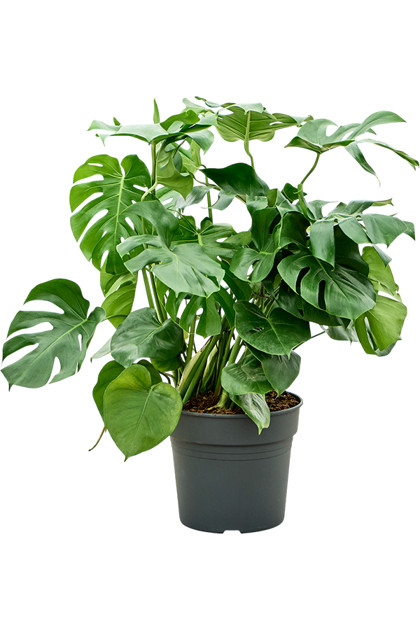 Monstera Deliciosa